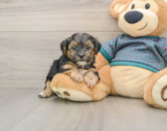 9 week old Yorkie Poo Puppy For Sale - Seaside Pups