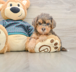 7 week old Yorkie Poo Puppy For Sale - Seaside Pups