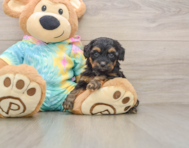 8 week old Yorkie Poo Puppy For Sale - Seaside Pups