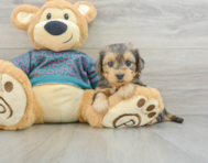 6 week old Yorkie Poo Puppy For Sale - Seaside Pups