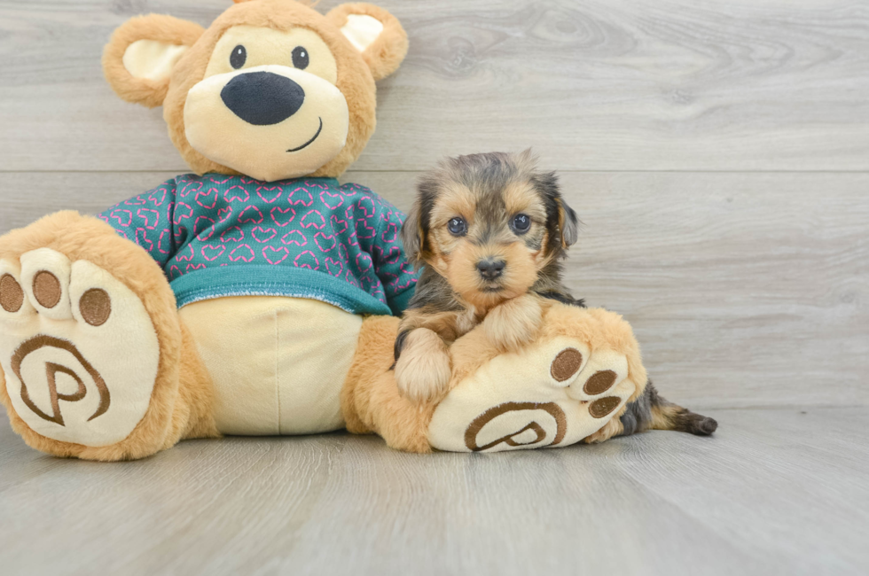 6 week old Yorkie Poo Puppy For Sale - Seaside Pups