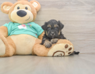 7 week old Yorkie Poo Puppy For Sale - Seaside Pups