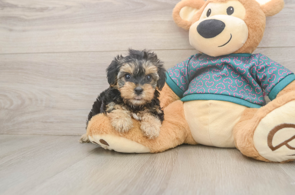 5 week old Yorkie Poo Puppy For Sale - Seaside Pups