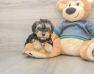 8 week old Yorkie Poo Puppy For Sale - Seaside Pups 8 week old Yorkie Poo Puppy For Sale - Seaside Pups