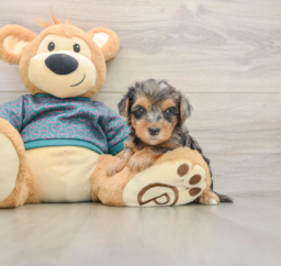7 week old Yorkie Poo Puppy For Sale - Seaside Pups