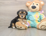 8 week old Yorkie Poo Puppy For Sale - Seaside Pups