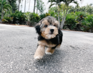 9 week old Yorkie Poo Puppy For Sale - Seaside Pups