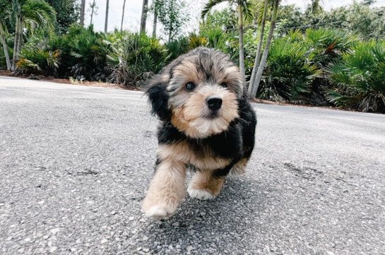 Best Yorkie Poo Baby