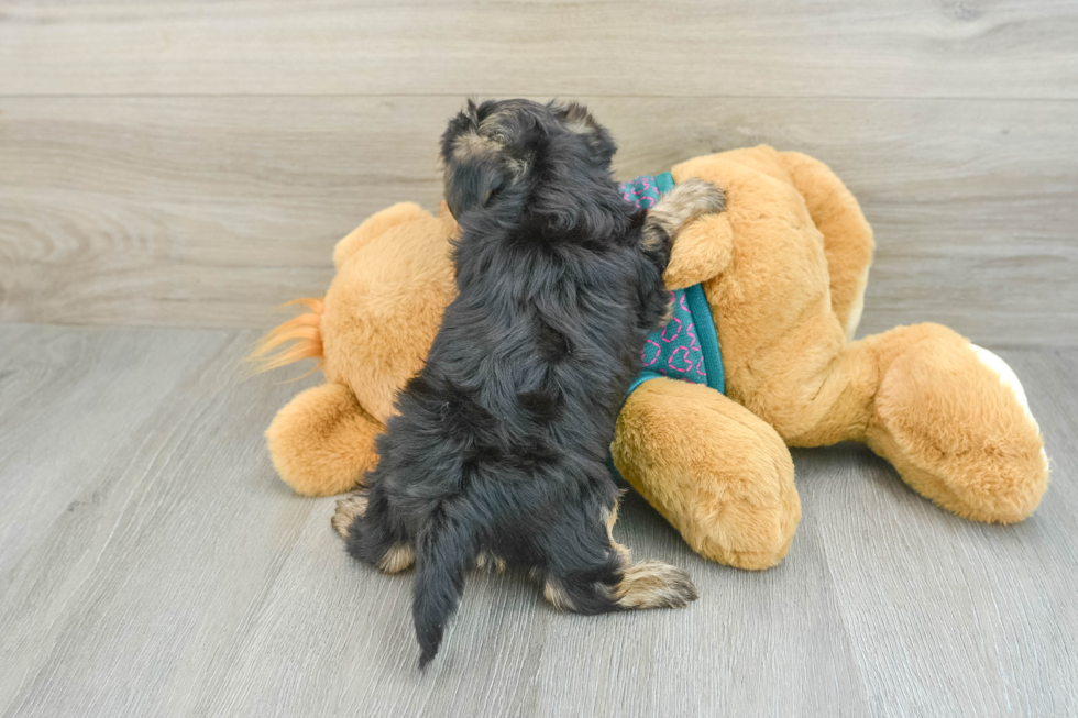 Hypoallergenic Yorkie Doodle Poodle Mix Puppy