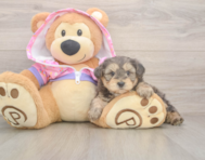 7 week old Yorkie Poo Puppy For Sale - Seaside Pups