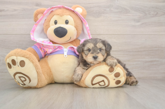 Yorkie Poo Pup Being Cute