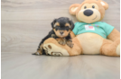 Adorable Yorkiedoodle Poodle Mix Puppy