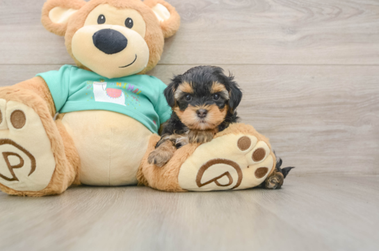 Small Yorkie Poo Baby