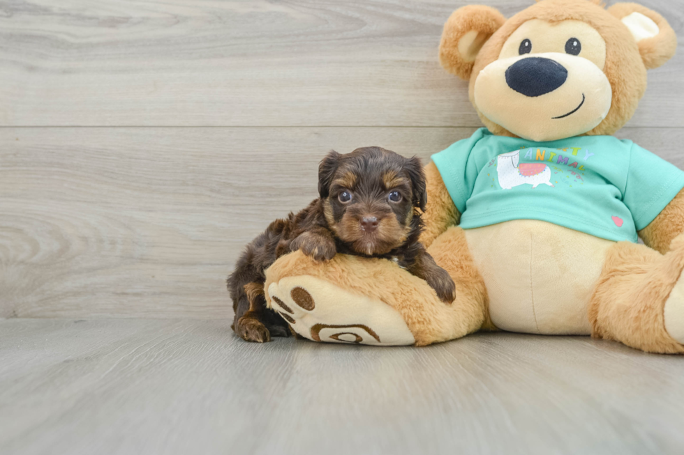 Adorable Yorkiedoodle Poodle Mix Puppy