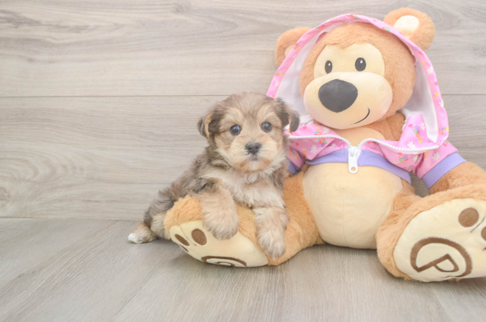 5 week old Yorkie Poo Puppy For Sale - Seaside Pups