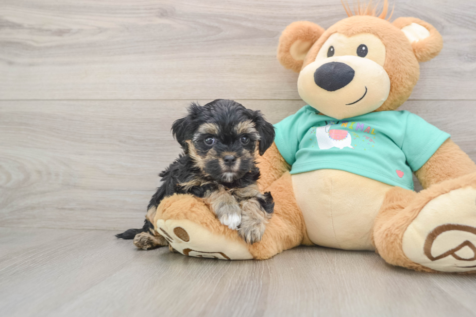 Yorkie Poo Pup Being Cute