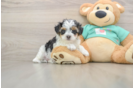 Hypoallergenic Yorkie Doodle Poodle Mix Puppy