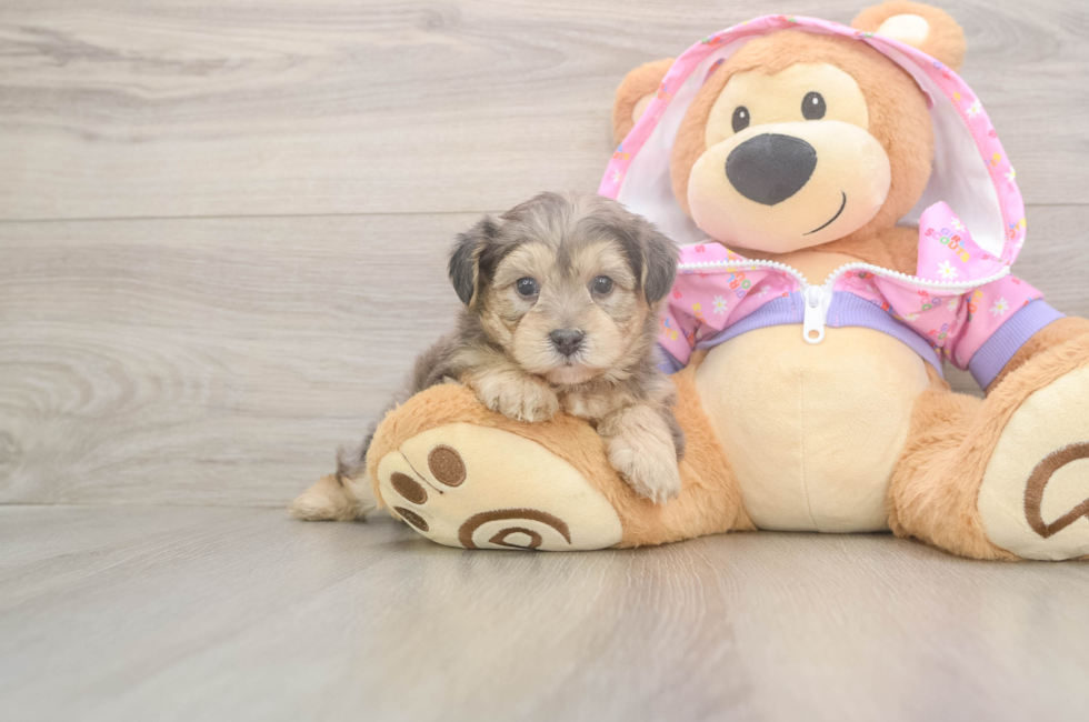 5 week old Yorkie Poo Puppy For Sale - Seaside Pups