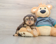 6 week old Yorkie Poo Puppy For Sale - Seaside Pups