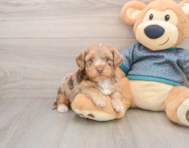 8 week old Yorkie Poo Puppy For Sale - Seaside Pups