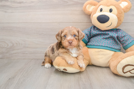 Happy Yorkie Poo Baby