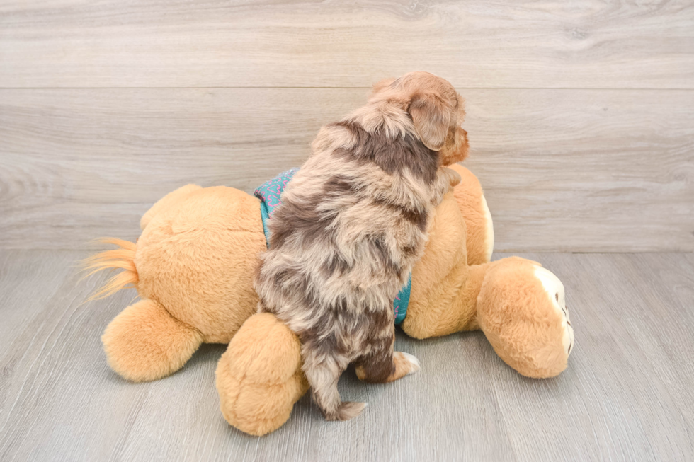 Little Yorkie Poodle Mix Poodle Mix Puppy