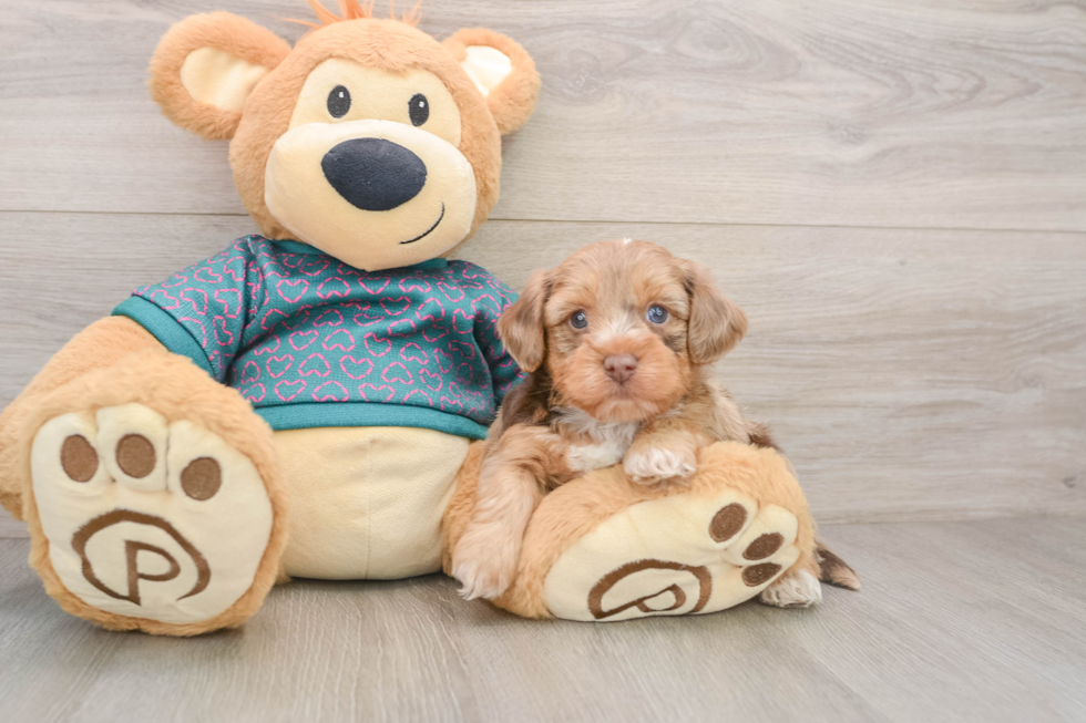 Yorkie Poo Puppy for Adoption