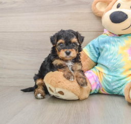 6 week old Yorkie Poo Puppy For Sale - Seaside Pups