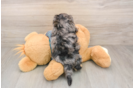 Yorkie Poo Puppy for Adoption