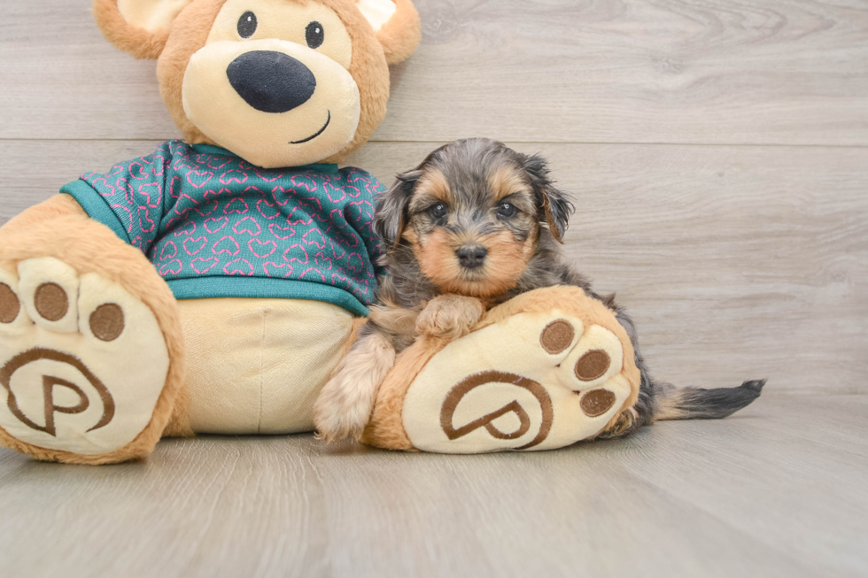 Yorkie Poo Puppy for Adoption