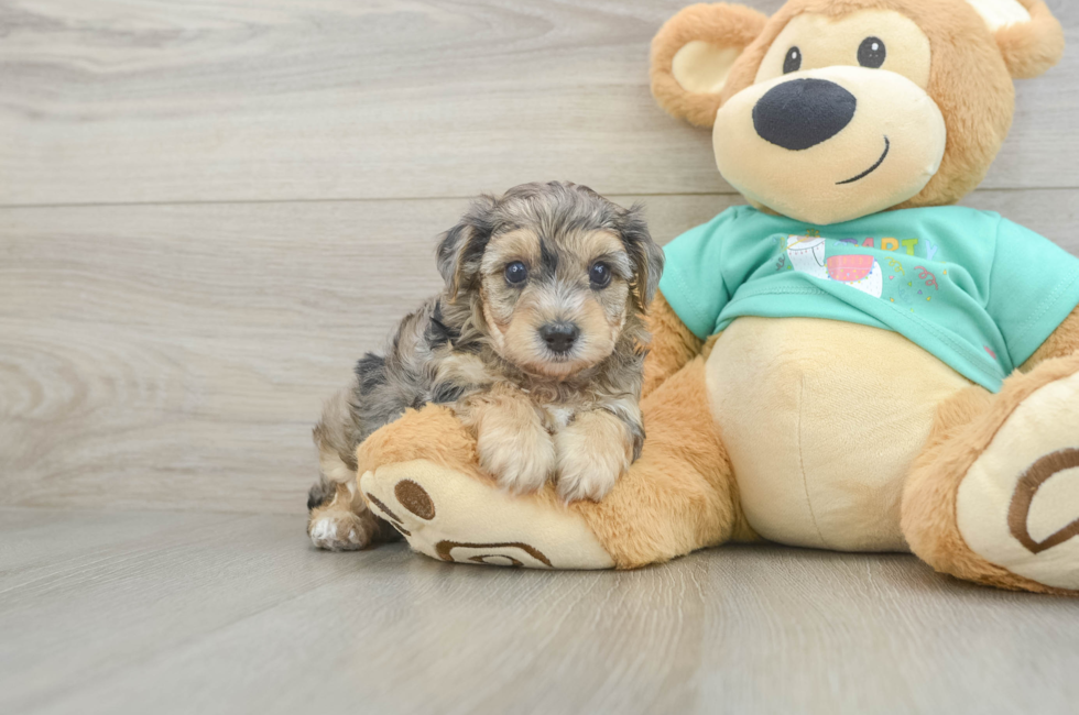 5 week old Yorkie Poo Puppy For Sale - Seaside Pups