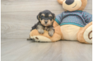 Funny Yorkie Poo Poodle Mix Pup