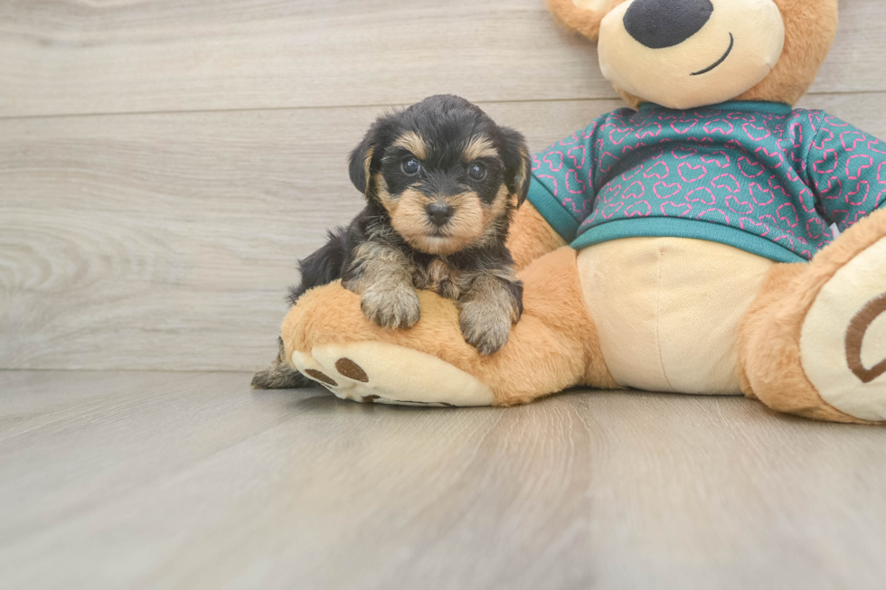 Funny Yorkie Poo Poodle Mix Pup