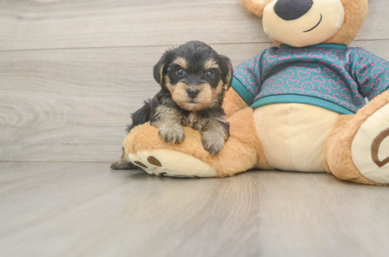 Funny Yorkie Poo Poodle Mix Pup