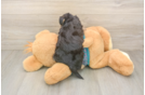 Best Yorkie Poo Baby