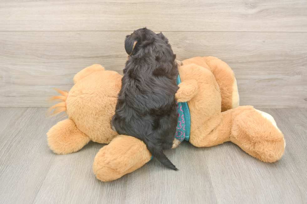Best Yorkie Poo Baby