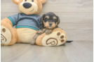Cute Yorkie Poo Baby