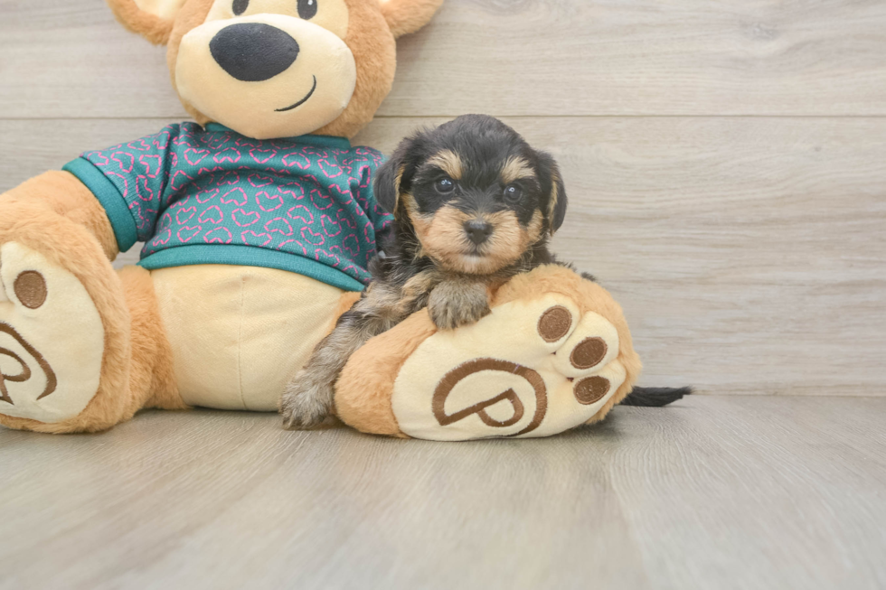 Cute Yorkie Poo Baby