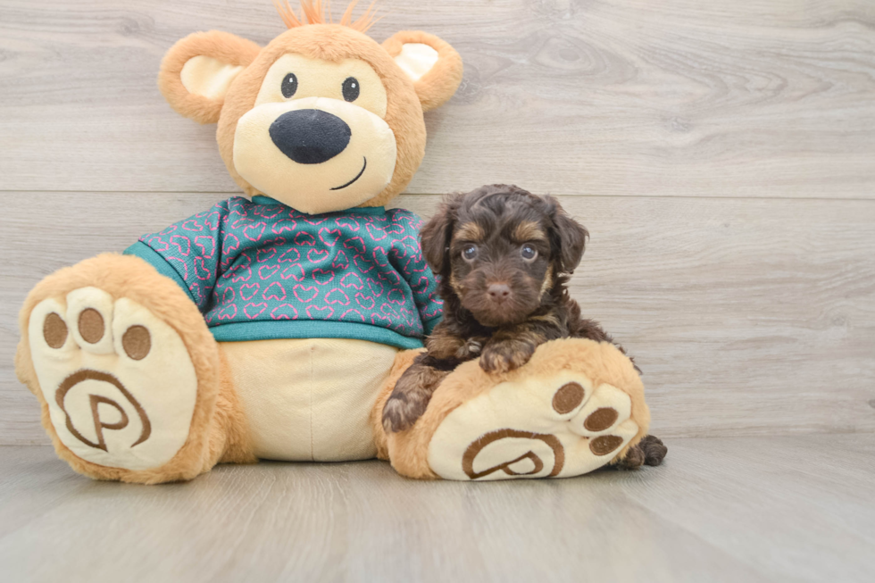 Playful Yo Yo Poo Poodle Mix Puppy