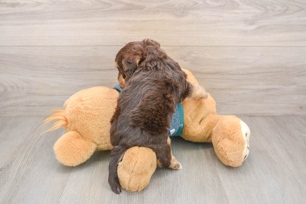 Petite Yorkie Poo Poodle Mix Pup