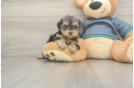 Yorkie Poo Pup Being Cute