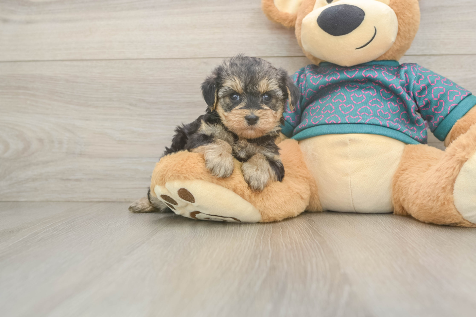Yorkie Poo Pup Being Cute