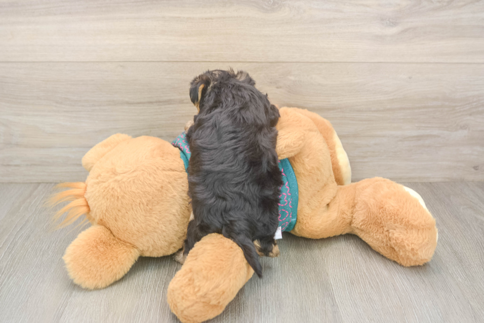 Yorkie Poo Puppy for Adoption