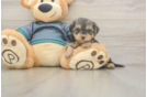 Best Yorkie Poo Baby