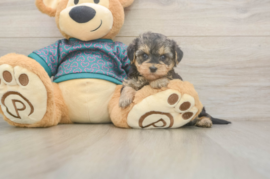 Best Yorkie Poo Baby