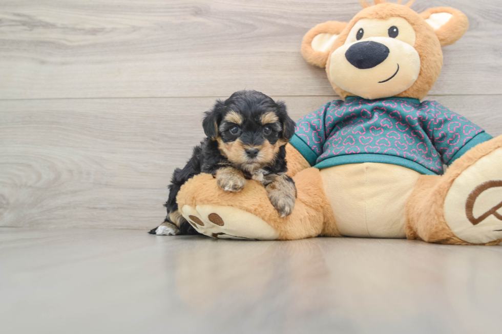 Sweet Yorkie Poo Baby