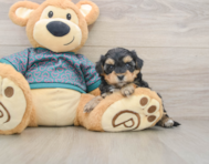 7 week old Yorkie Poo Puppy For Sale - Seaside Pups