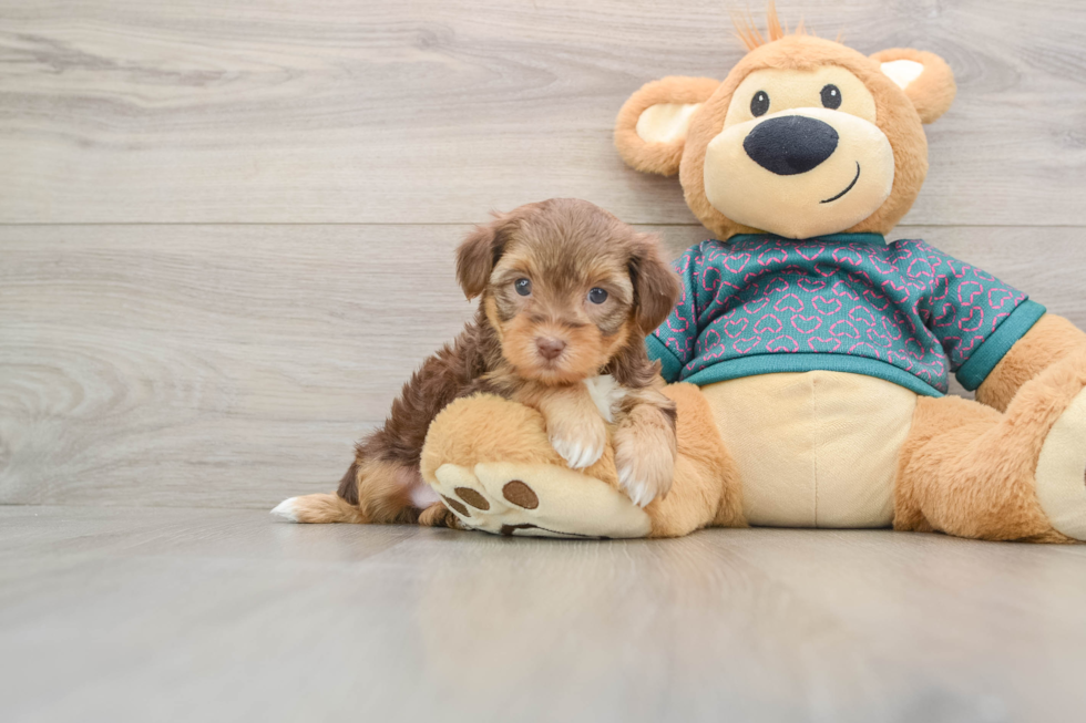 Playful Yo Yo Poo Poodle Mix Puppy