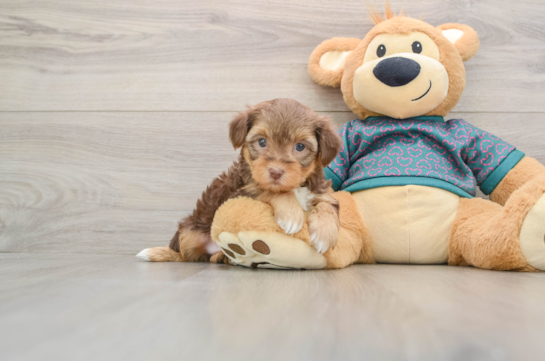 Playful Yo Yo Poo Poodle Mix Puppy