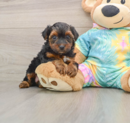 6 week old Yorkie Poo Puppy For Sale - Seaside Pups